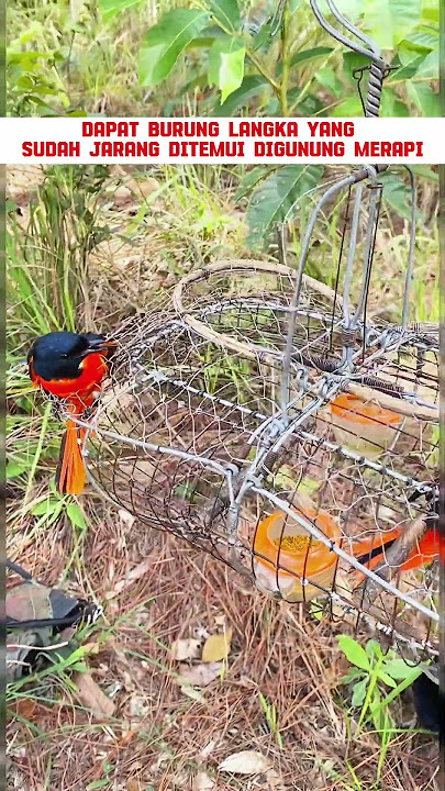 pancingan suara burung mantenan gunung #kicauburunglovebird #kicaumania #mangkicauoffecial #burung