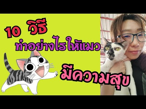 วีดีโอ: วิธีทำให้แมวของคุณมีความสุข