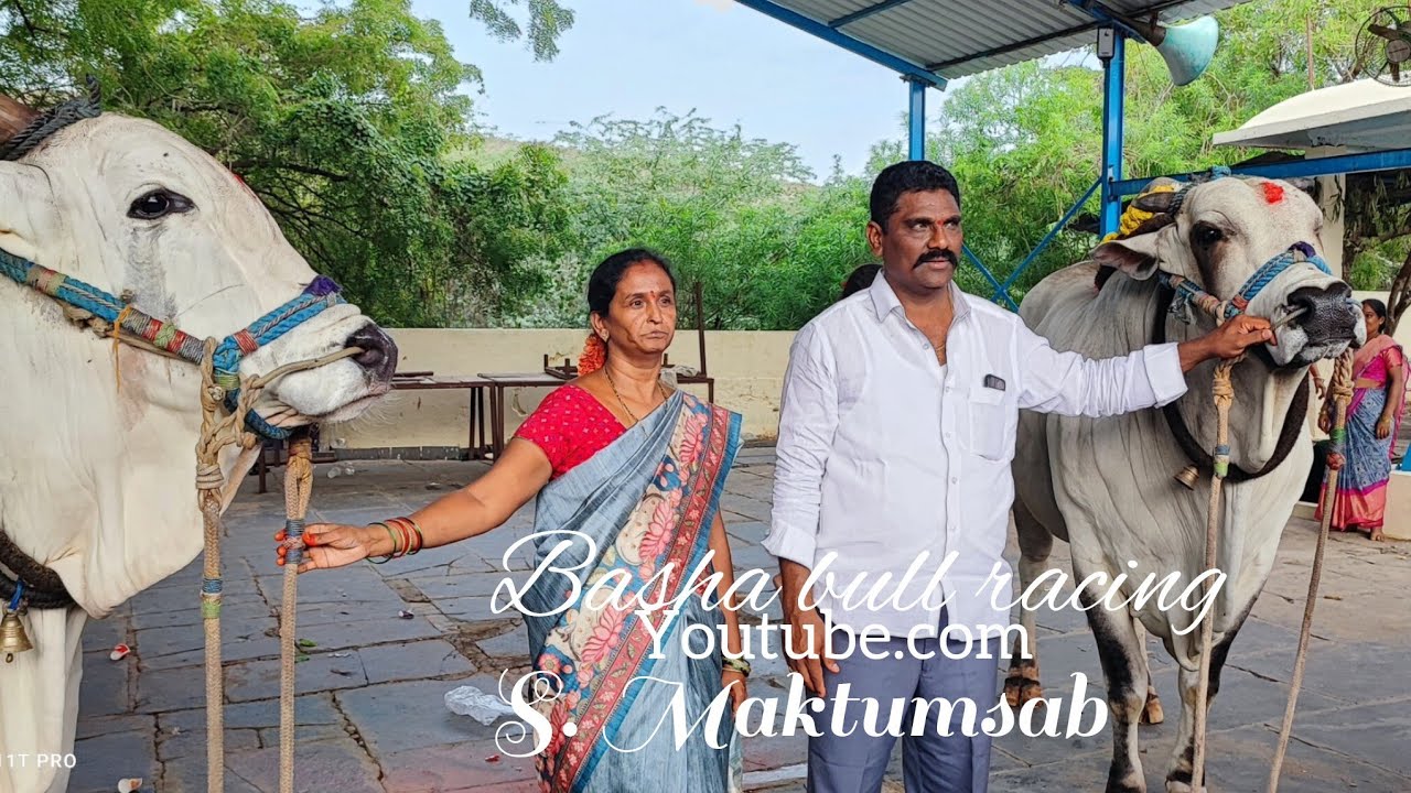 వెంకటాయపల్లి  సీనియర్స్ విభాగంలో 5వ జత MCOR bullsv (కారం జయ మచ్చలపల్లి)