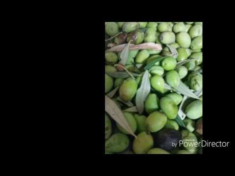 أسهل طريقه لتحضير الزيتون علی دلعونا بارك يا رب بشجر الزيتونا
