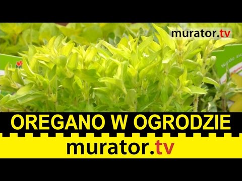 Wideo: 9 Powodów, Aby Uprawiać Oregano W Swoim Ogrodzie