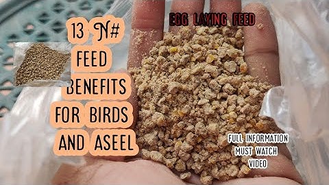 13 number feed broiler feed | egg laying hens feed benefits of feed