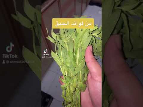 فوائد الحبق