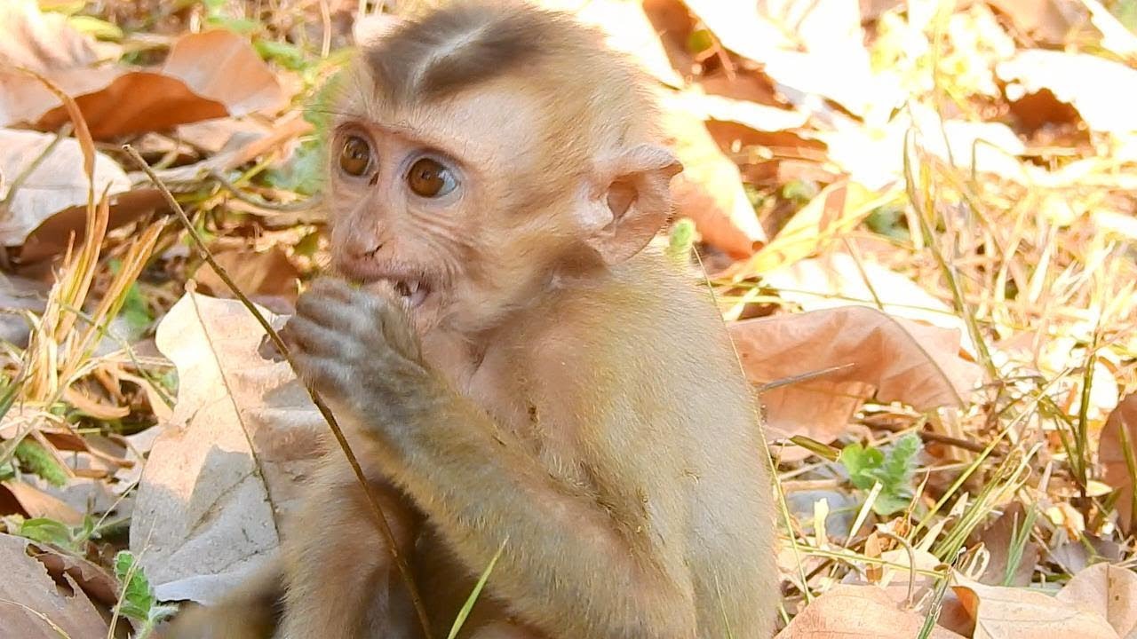 Update abandoned  baby  monkey  Axel can join in Amber group 