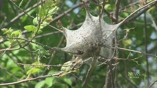 Mississauga, Ont. neighbourhood infested by cankerworms