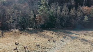 4K Drone View of Elk in Maggie Valley, North Carolina