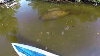 Adventure Paddle, Key Largo, Mom and baby Manatee
