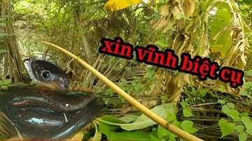 Câu cá lóc bằng vịt, quá khứ những con cá khủng