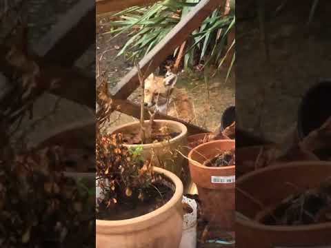 Feeding Foxes with Grandma