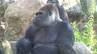 Silverback gorilla eating by Fabi Avventura 19,886 views 7 years ago 1 minute, 50 seconds