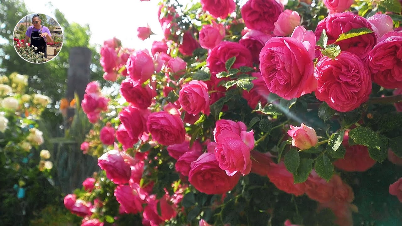 种玫瑰（月季）夏天最让人担心的事！我帮你解除焦虑和烦恼！园艺篇639