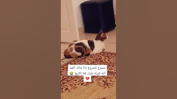 تلاوة عطرة تقشعر منها الأبدان راحة نفسية القرآن الكريم
