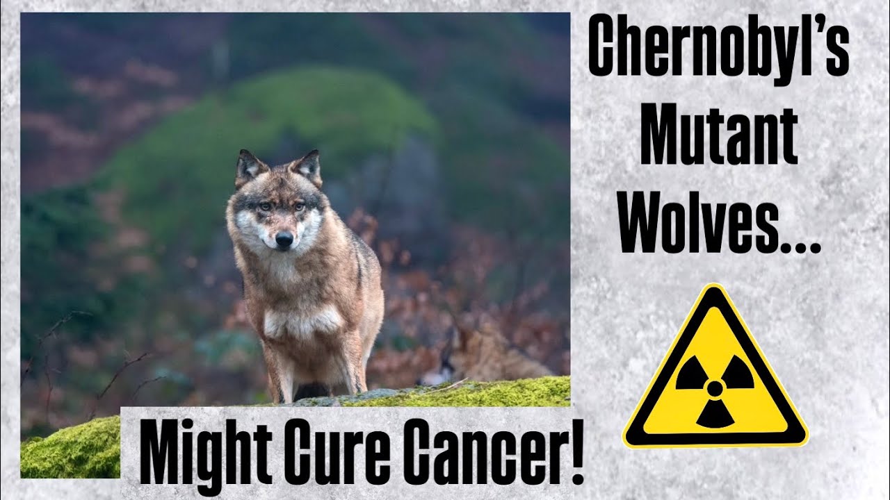 How Radioactive Wolves Are Thriving in Chernobyl! - YouTube