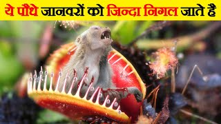 देख लो ये पौधे कैसे जानवरों को खाते है |  Dangerous Carnivorous Plants That Eat Animals