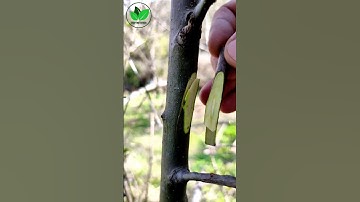 New grafting techniques apple tree side graft best method #satisfying #plants #diy #gardening