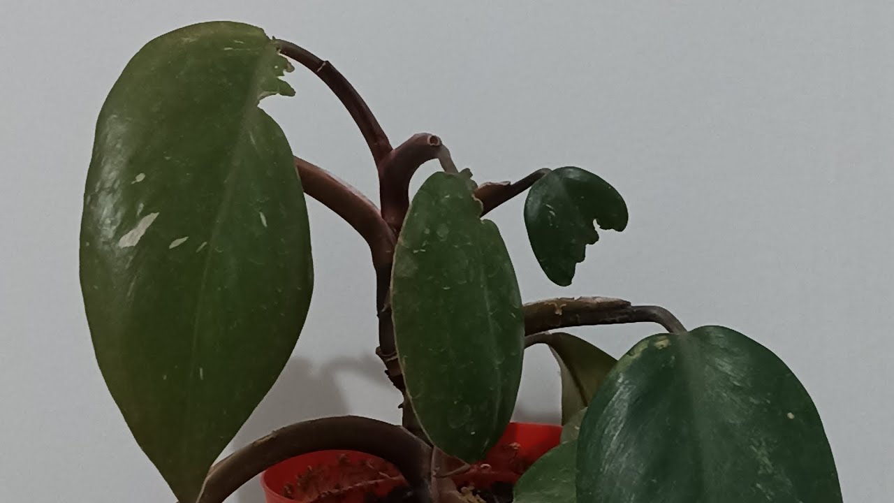 Philodendron pink princess çoğaltımı ve bakımı