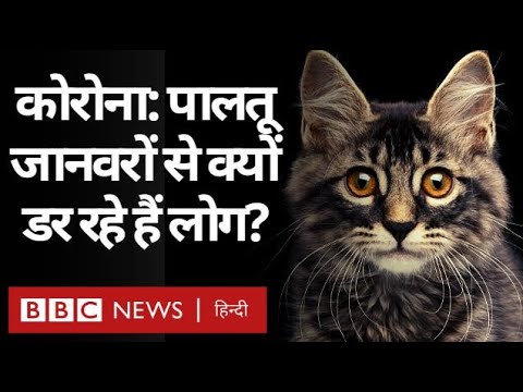 वीडियो: क्या एमटीएसयू पालतू जानवरों की अनुमति देता है?