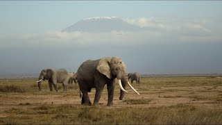 Elephants in Amboseli | David Yarrow Photography