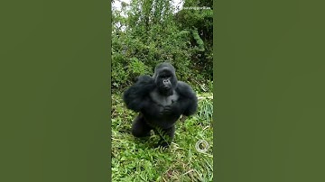 Thumbnail of Silverback gorilla beats chest display