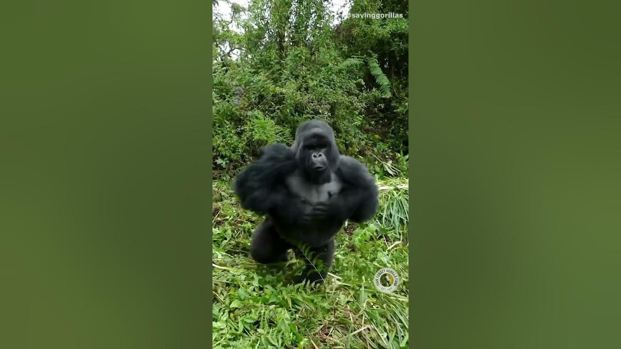 Silverback gorilla beats chest display