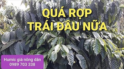 Làm cành cà phê đơn thân mùa mưa. MV Nhân Trí