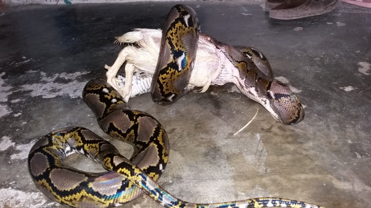 Ngasih makan ular gerage 