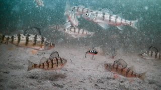 Shallow Prairie Pothole Perch (Feeding Frenzy on the Underwater Camera)