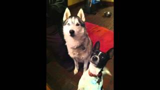 Healing for Animals Meditation | Guided Meditation Healing for Animals Meditation | Guided Meditation