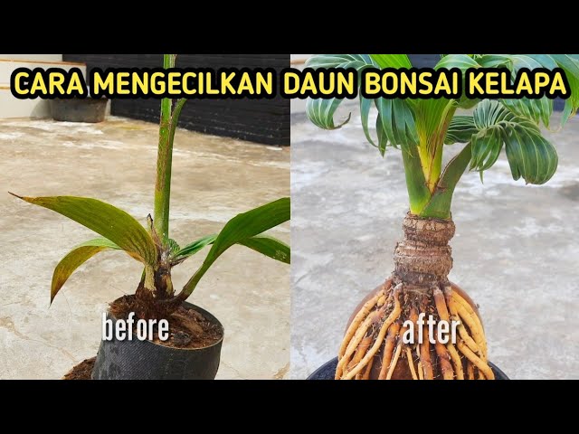 CARA MENGECILKAN DAUN BONSAI KELAPA class=