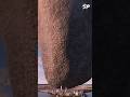 Amazing Facts About Halley's Comet | Space | I am SP #youtubeshorts  #comet