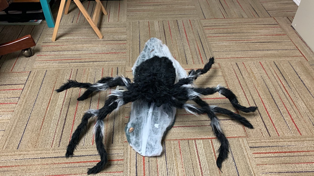 Black Jumping Spider Unboxing, Setup, and Demo!