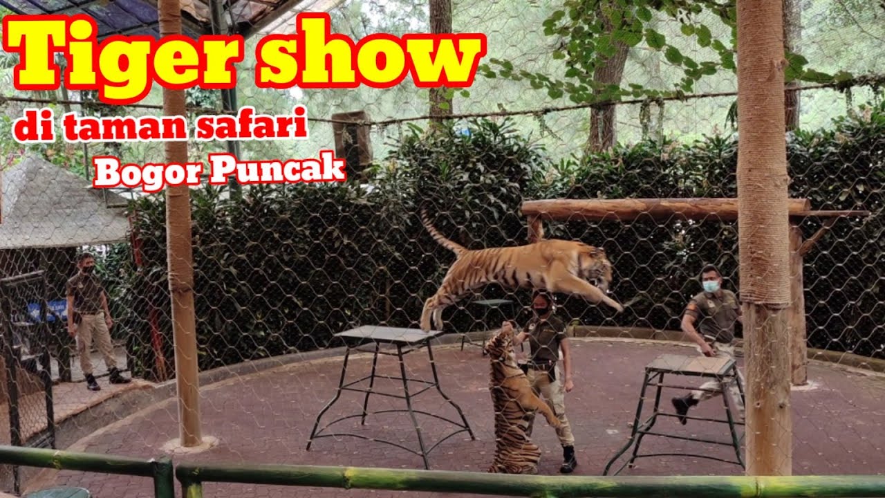 harimau di taman safari