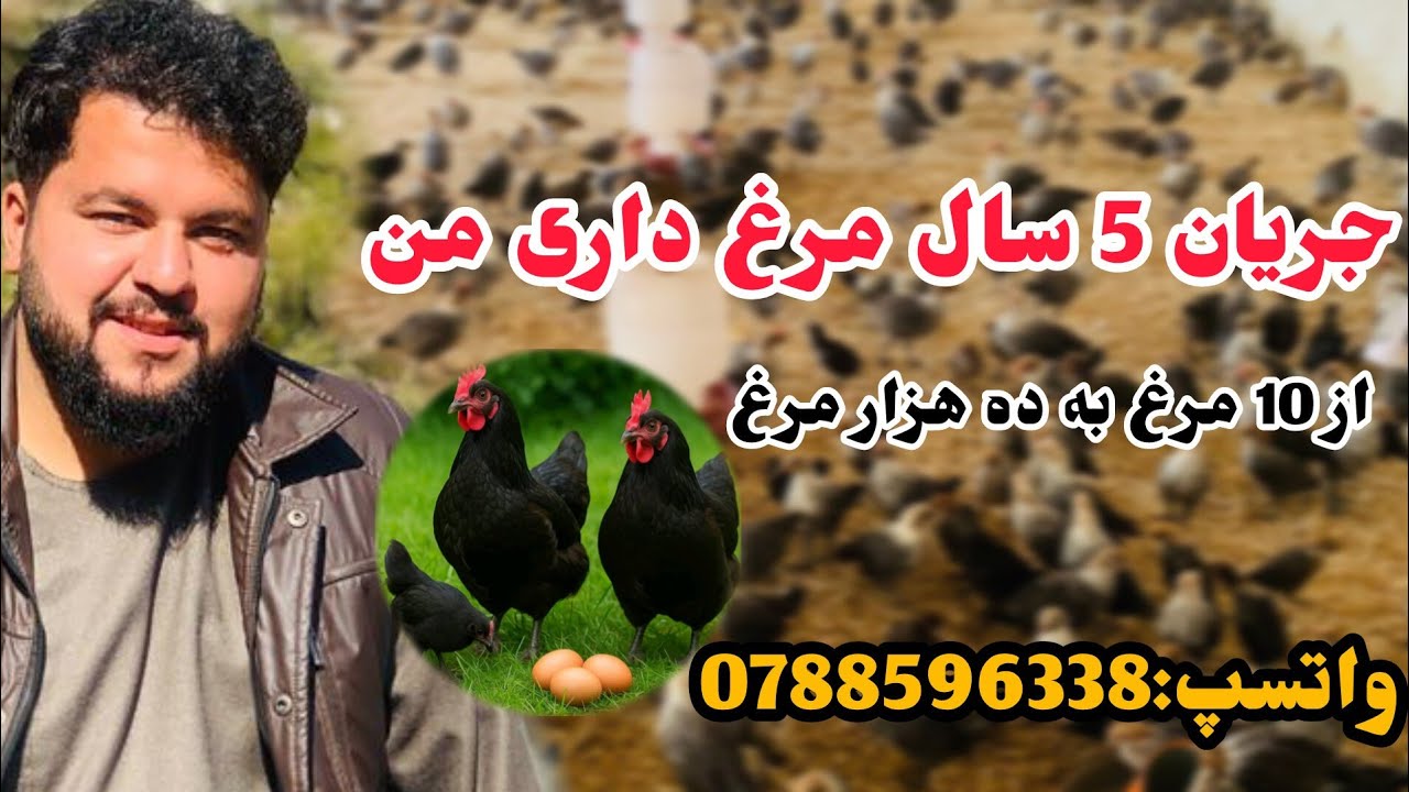 تجربه های شخصی خودم برای یک فارم کامیاب💚  شماره واتسپ و تماس:0788596338             #مرغ#فارم_مرغ