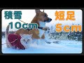 留守番を鳴いて嫌がり、雪に埋まっても犬と散歩する猫🐾