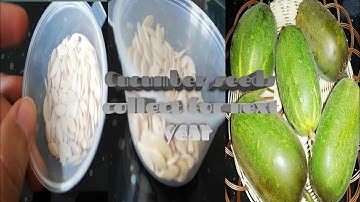 How to collect cucumber seeds-Saving seeds And Never Buy Again