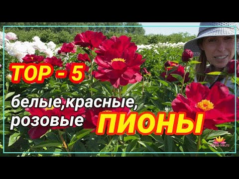 Прекрасные пионы для