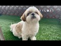 【シーズー】えーっと…なんですか？この可愛い生き物はwww【犬Vlog】
