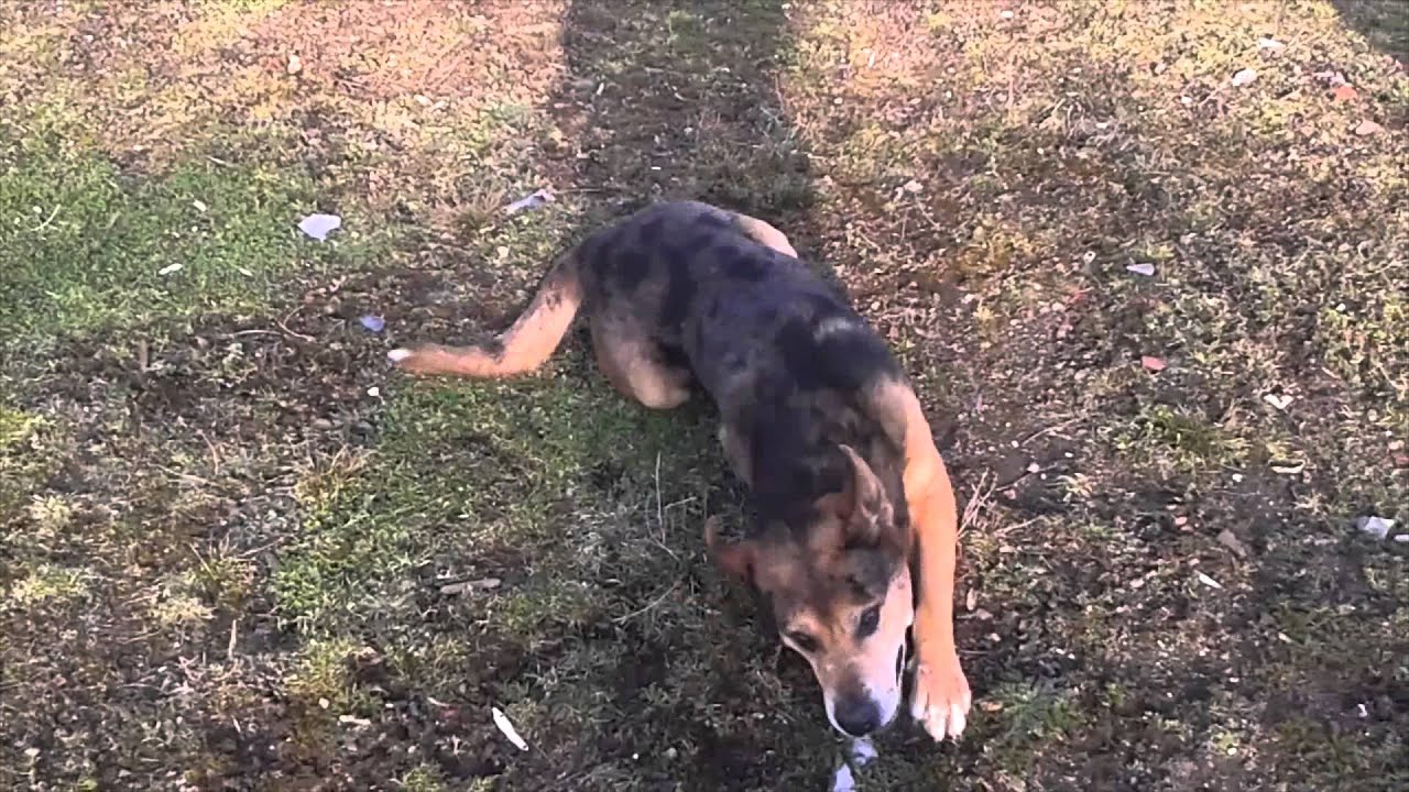 Adopter Gargouille à la SPA de SaintÉtienne YouTube