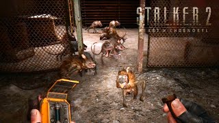 RAAAATS!?! (And where are all these soldiers spawning from?) - Stalker 2