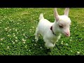 部活みたいな返事をするヤギ