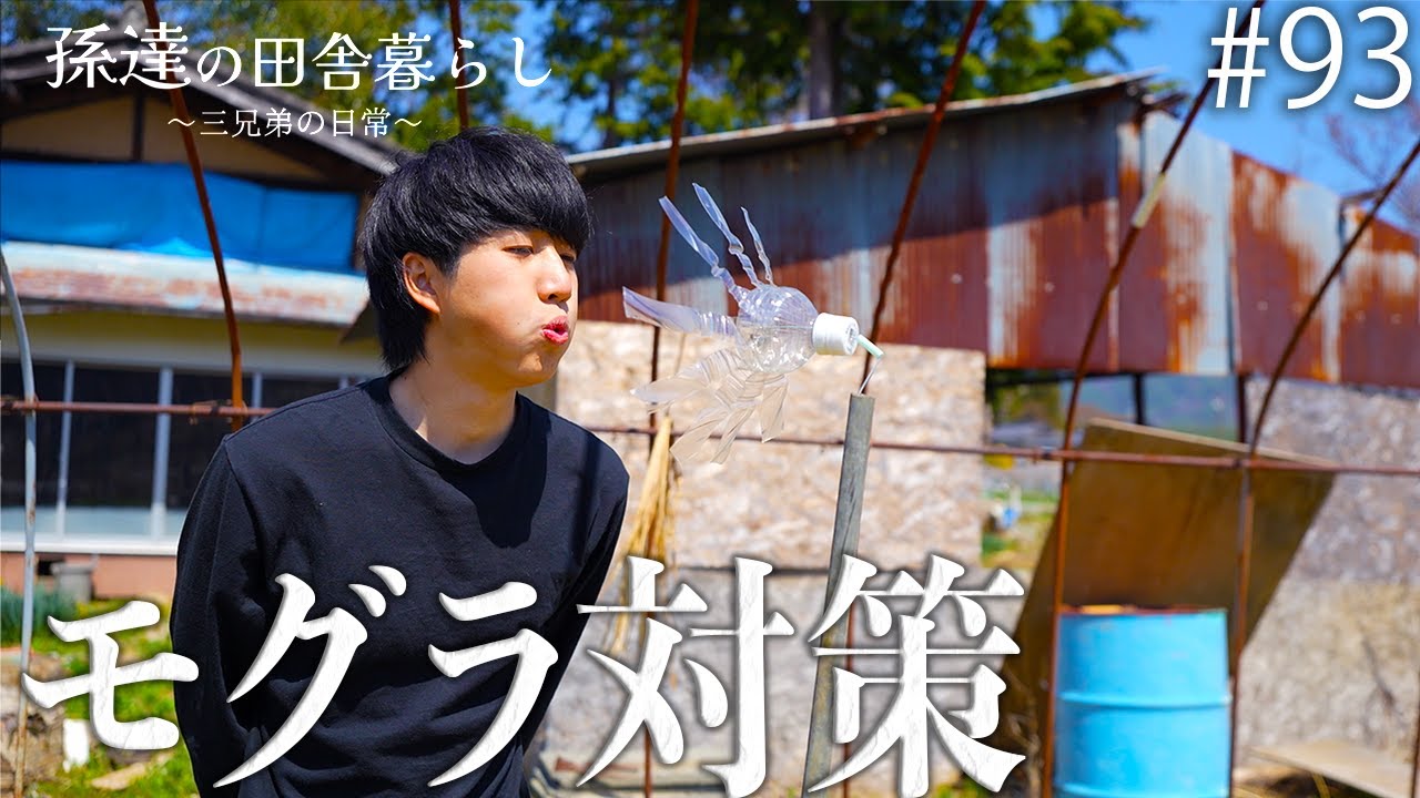 孫達が試した昔ながらのモグラ退治法‼︎ #93