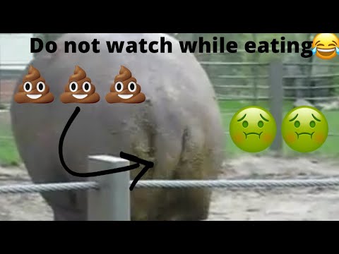 Hippos Pooping Funny Moments