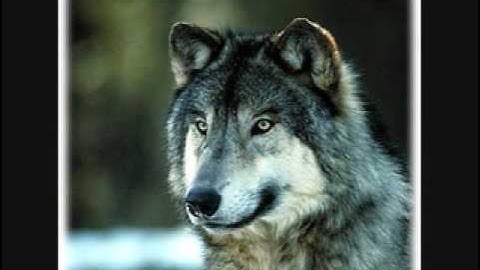 I will always return