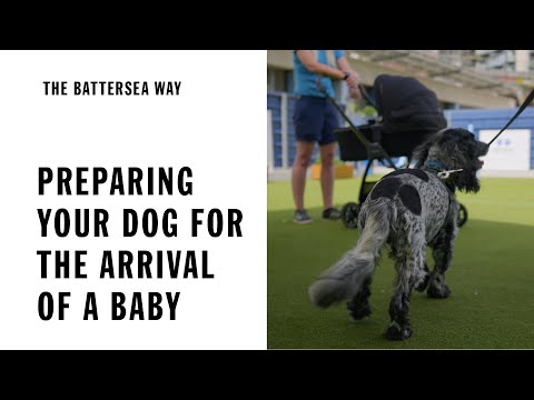 Video: Kde se vylíhnou psi battersea značky?