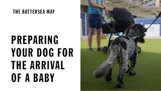 Preparing your dog for the arrival of a baby | The Battersea Way