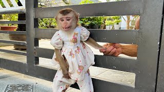 Tina wanted to go out to find the baby monkey Xuka but was stopped by Dad.
