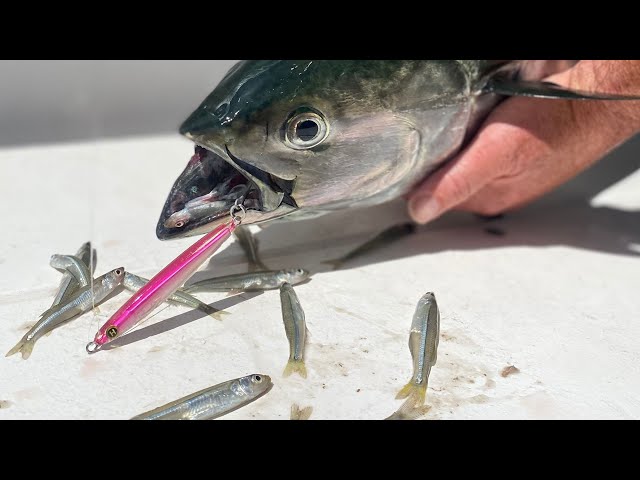 albie fish hooks UVT Fishing - Daddy Deadly for albies RMS Albie Pencil Surfland