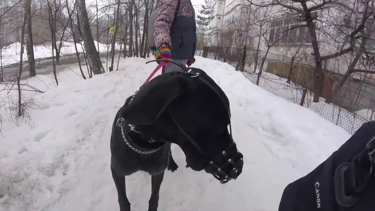 Прогулка с Лу́ной