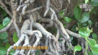 高雄市8棵百年老樹故事-6旗津區中洲紅樹林海茄苳