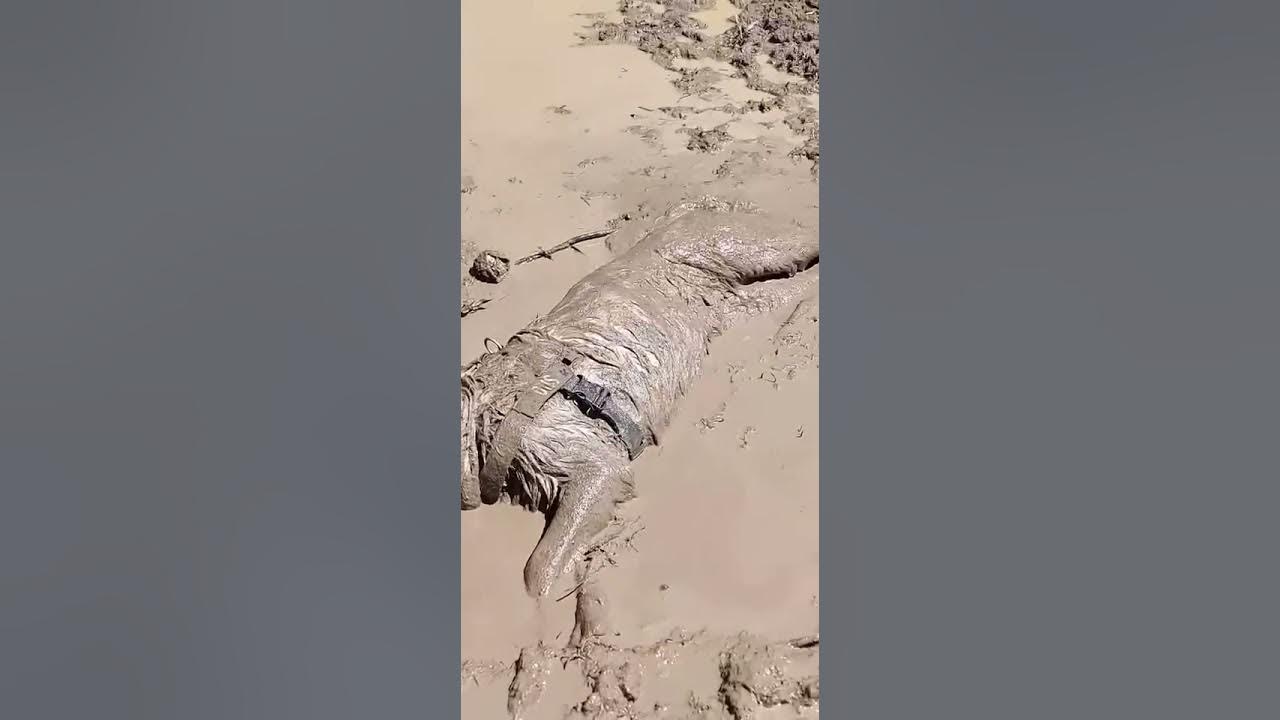 Muddy Pup Having a Good Time ViralHog YouTube